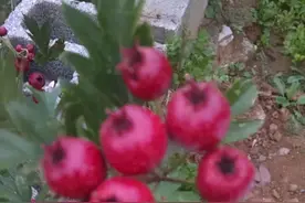 一个北方小山村的秋天图片