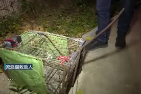 南京大量流浪猫被诱捕送上餐桌？律师：经销猫狗肉涉嫌违法图片