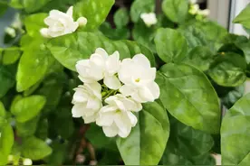 茉莉花后，这3处没剪等于白剪，茉莉复花慢，开花又小又少还不香图片
