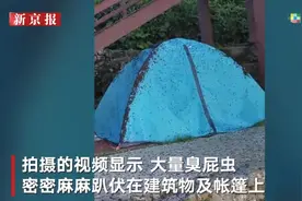 江西萍乡武功山山顶现大量臭屁虫，景区客服：夏季较多，会定期驱虫图片