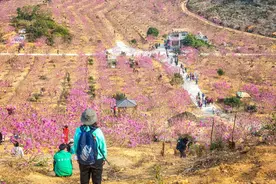 广东这一大片紫花风铃木在冬季盛放，惊艳！在广东江门图片