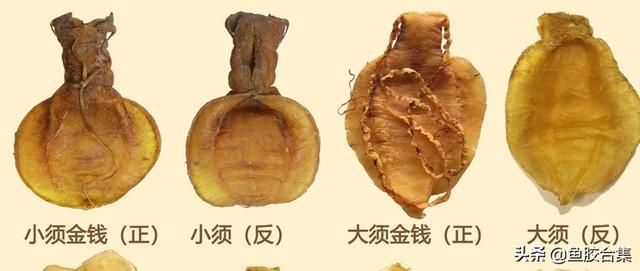 佐罗鱼胶与黄花胶区别 2026年佐罗鱼胶与黄花胶区别是什么