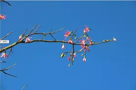今年第一次带女朋友回家过年图片