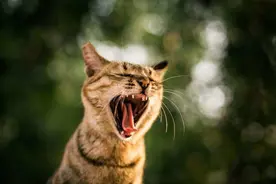 雄性猫为什么要长倒刺，在繁衍时刮伤雌性？这倒刺可不简单图片