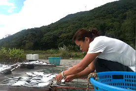 渔民在家做野生黄鱼干，晒鱼干的步骤简单易学，你有吃过黄鱼吗视频封面