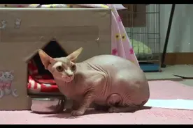 无毛猫生下的孩子夭折了，患上抑郁攻击人类，主人只好在家戴头盔图片