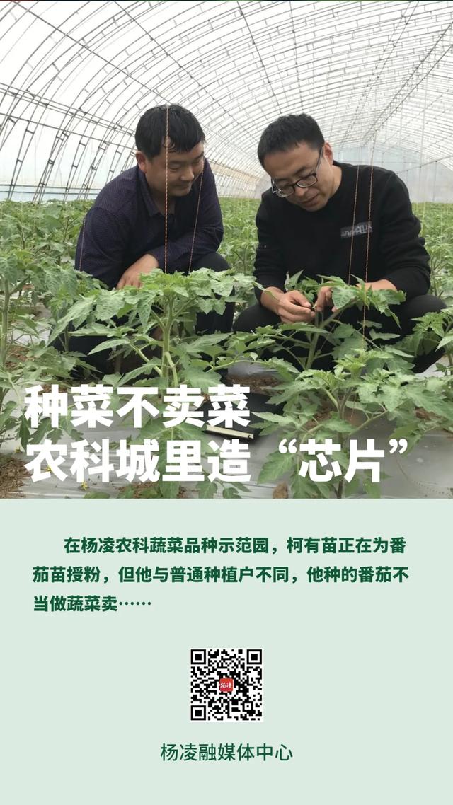 杨凌买菜网站建设（种菜不卖菜）