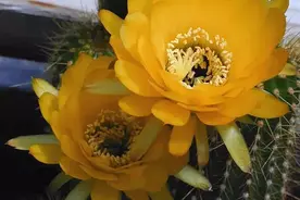 毛花柱Andalgalensis图片