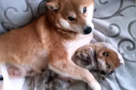 柴犬紧紧搂住奶狗，不让主人抱走，就生了一只，别送人了图片