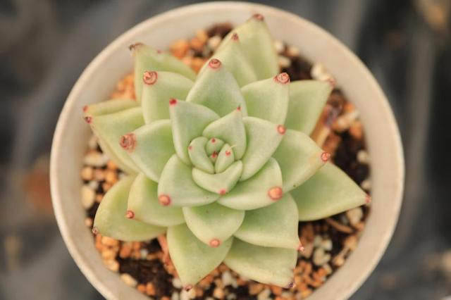 「天狼星」十二星系,景天科拟石莲花属多肉植物