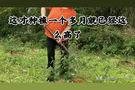 一年能长一米多至二米多高的桉树种植技术图片