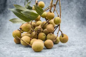 龙眼，一种极其“痛恨”荔枝的水果图片