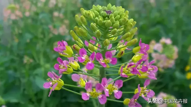 北国杏花初绽，江南已是油菜花漫山，“可甜可盐”的彩色油菜花，爱了！