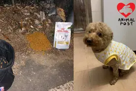 狗狗怎么也想不到，给它洗完澡穿上衣服之后，主人就将它遗弃了图片