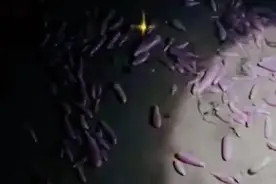 一晚上赚了2万多？烟台海肠泛滥，上千人连夜赶海，什么是海肠？图片