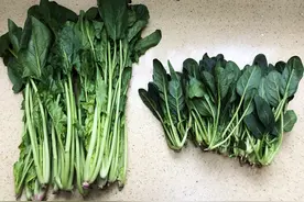 菠菜有“长”有“短”，该购买哪种呢？两者区别大，弄懂再买吧图片