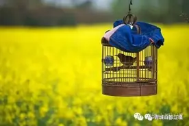 春天是什么颜色？都江堰告诉你！图片