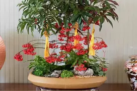 推荐6种年宵花，家里养上几盆，吉祥又招财、旺福又旺家图片