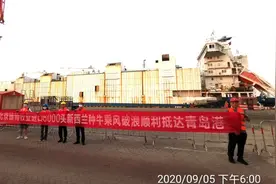 乘风破浪 安全到达 北京雄特进口6000头新西兰种牛抵青岛港图片