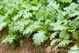 小雪到，腌菜正当时，3种家常腌菜要收藏，好吃实惠，开胃又下饭图片