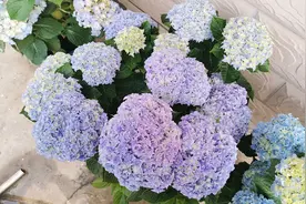 绣球花盆栽长新芽以后，直接把绣球花剪成光头不留叶，操作正确吗图片