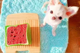 小狗子你是否有很多可爱？看见它！一秒心动的感觉！图片