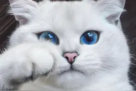 女孩的豹猫被霍霍了，生下一窝三花猫，凶手果然是经常喂的流浪猫图片