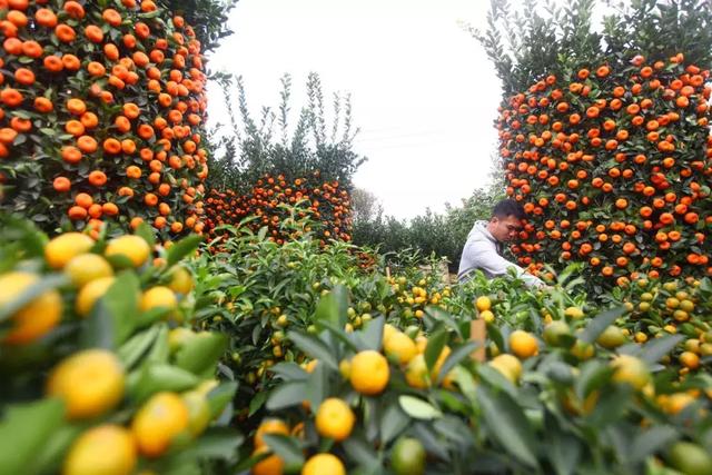 迎春看花，这些寓意你可能并不知道