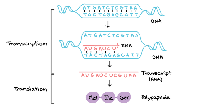 DNA里隐藏了生命所有的秘密，这是怎么实现的？