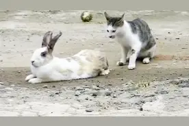 猫咪闹笑话了，兔子和老鼠分不清，琢磨半天没弄懂