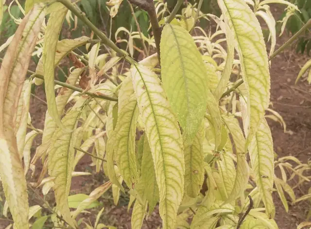 妗冩爲涓轰綍鎬荤己閾侊紵濡備綍琛ラ搧鏁堟灉鎵嶅ソ锛? onerror=