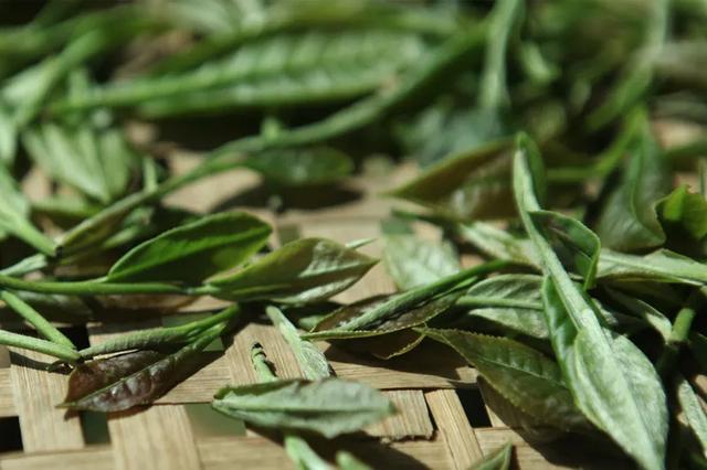 科学制茶，论不同萎凋方式白茶生化成分差异