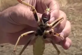 土耳其遭遇肉食蝗灾，只吃肉，不吃农作物？科学家看法有所不同图片