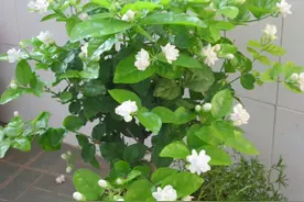 茉莉花的2种扦插方法，按步骤操作，秋季生根非常快图片