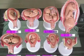 动图演示｜胎儿1-10个月发育过程，看完感叹太神奇图片