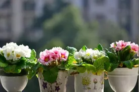 爱花的人很多，懂得如何正确选择和搭配花盆的却很少图片