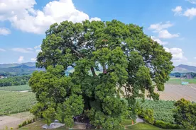 曾属广州管辖的韶关新丰，有两棵460年的古树，被村民奉为神树图片