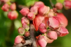 赏花去！青岛大珠山景区赏花季预告来啦，快收藏！图片