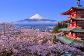 日本现千年来最早樱花季，美好景象背后掩藏怎样的危机？图片