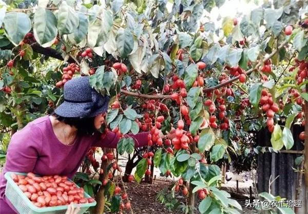 春季早熟的果子，已有人去采摘，一斤34元，却很少有人种植