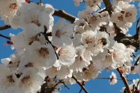 平谷花如海 邀您云赏花图片