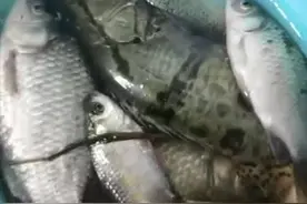 在户外野钓时，要钓鳜鱼，用这三个方法，比鲫鱼鲤鱼都好钓图片