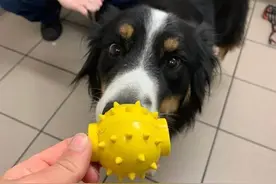 牧羊犬吞下最爱的玩具球，下一秒疯狂呕吐，幸亏一个洞救它狗命图片