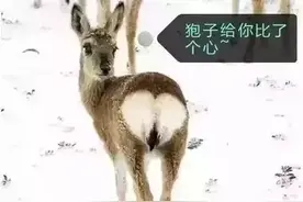 吉林省林区有这么多可爱的生灵，千万别伤害，保护好了！图片