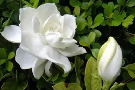 栀子花养好有技巧，4个细节做得到，花香悠远图片