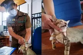 猫猫狗狗那么可爱，居然有人忍心用它们来运毒图片