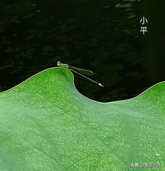 鐤插姵涓撲笟钀ュ吇璋冪悊鍏泭绉戞櫘