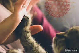 泰国出现人传宠物案例，猫、狗被主人传染新冠病毒图片