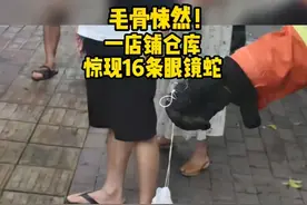 蛇窝！广东一仓库发现16条眼镜蛇，幼蛇被抓，母蛇会来复仇吗？图片