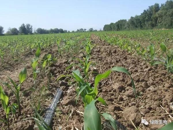 氨基酸肥料真的很牛逼，不信你来看！